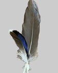 Hat Feathers
