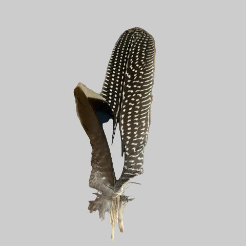 Hat Feathers